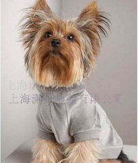 宠物服装与装饰 市场趋势与供应商选择指南