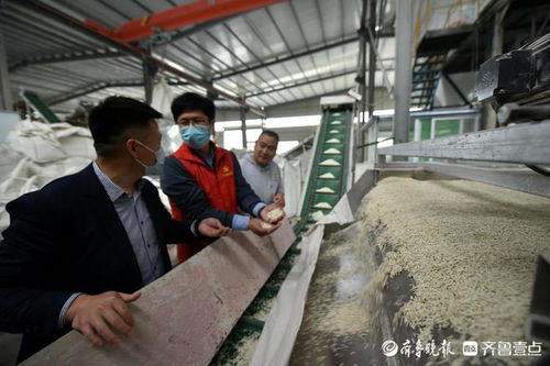 豆渣巧变猫砂，茌平创新宠物服务扬帆出海