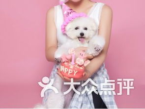 南京宠物食品用品电子商务技术服务