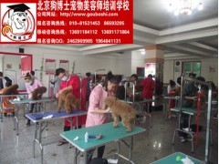 宠物美容培训与电子商务技术服务 现代宠物行业的双轮驱动